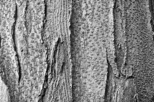 Preview: Wooden texture