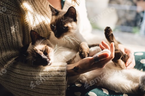 Preview: Cat pows in woman hand
