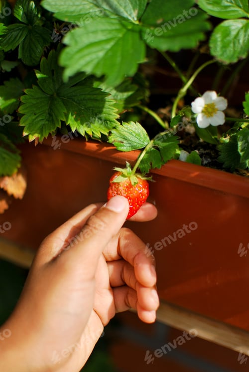 Preview: Picking a strawberry out of the garden in summer or spring - fruit backyard picking fruit hand
