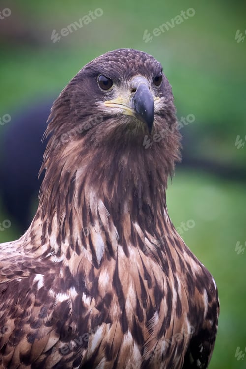 Preview: White-tailed eagle (Haliaeetus albicilla)
