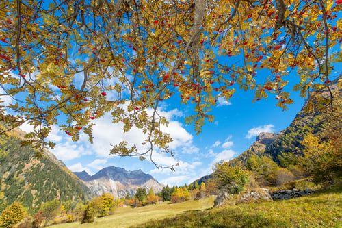 Preview: Sorbus aucuparia plant in the alps