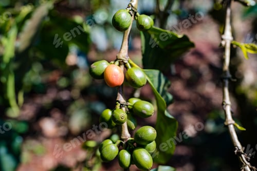 Preview: Coffee Beans Berries Farm Farming Agriculture In Kenya East Afrca