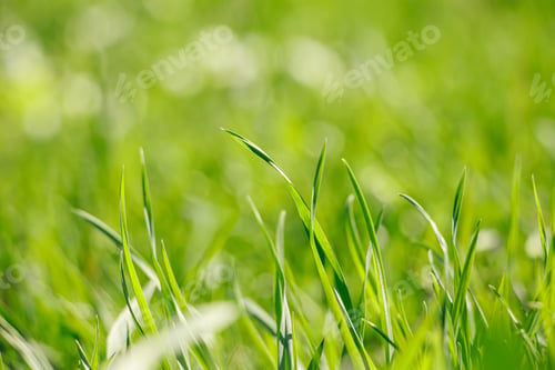 Preview: Young green fresh grass in spring. Greenery in the sun. Abstract natural background.