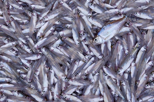 Preview: Background of the raw small fish