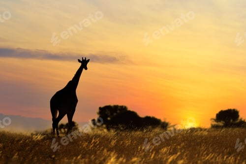 Preview: Giraffe at sunset - South Africa