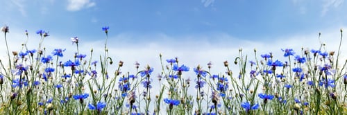 Preview: Wild flowers on sunny blue sky
