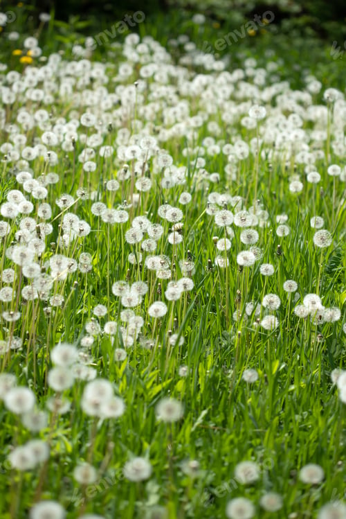 Preview: Amazing field with white dandelions in spring