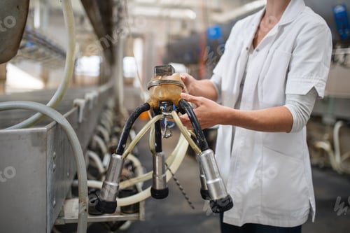 Preview: Unrecognizable woman on diary farm, milking technology in agriculture industry
