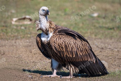 Preview: Close-up of a Himalayan Griffon Vulture (Gyps himalayensis)