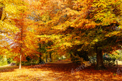 Preview: Marysville in Autumn Colours in Australia