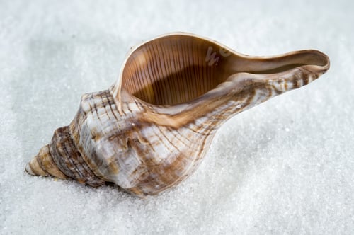 Preview: Trapezium fascilarium Seashell on White Sand
