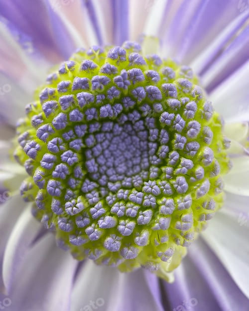 Preview: Purple flower closeup