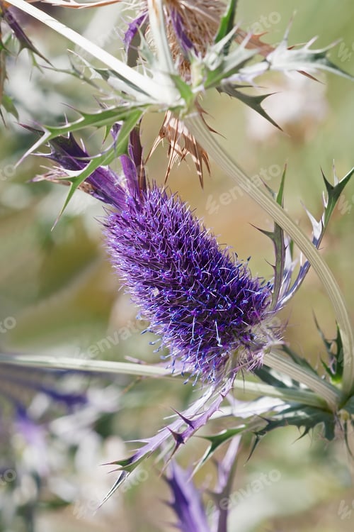 Preview: Leavenworth'S Eryngo (Eryngium Leavenworthii). Known As Sea Holly And Purple Button-Willow Also.