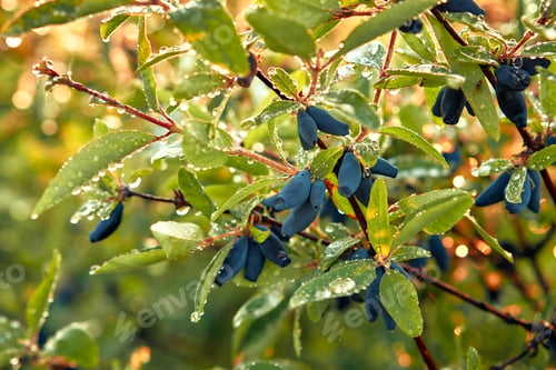 Preview: Ripe blue honeysuckle berries on a bush in a sunny garden, forming a colorful and vivid scene