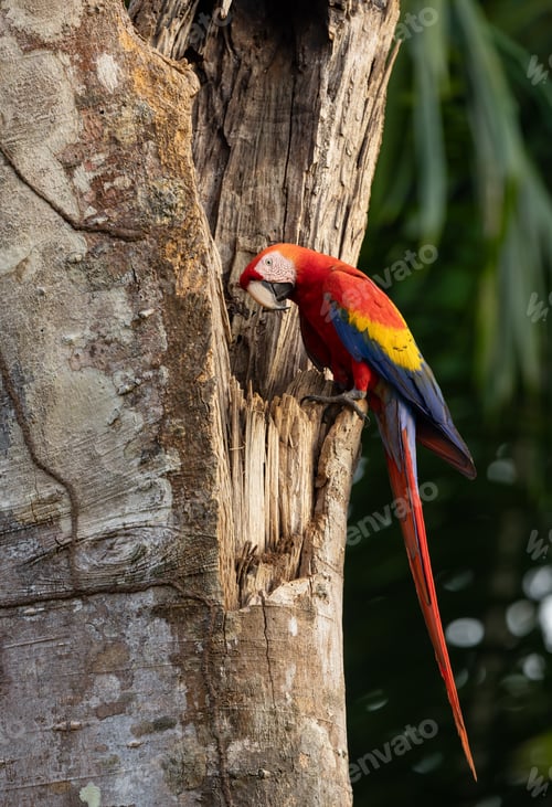 Preview: Scarlet Macaw in the Rainforest of Costa Rica