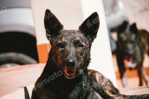 Preview: Beautiful brown dog looking at the camera