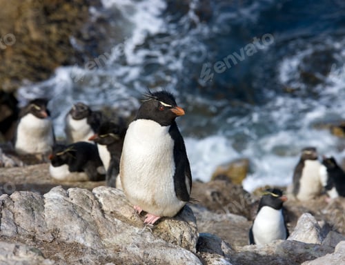 Preview: Rockhopper Penguins - The Falkland Islands.