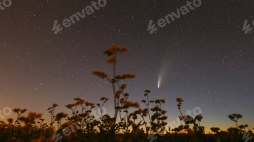Preview: Comet Neowise C 2020 F3 In Night Starry Sky Above Flowering Buckwheat. Night Stars In July Month