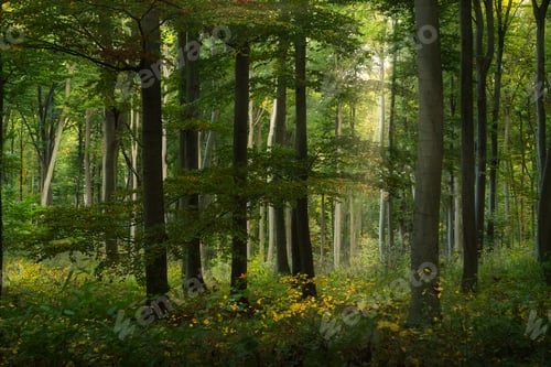 Preview: Autumn forest