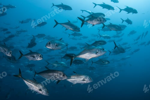 Preview: School of fish swimming effortlessly through the deep blue ocean