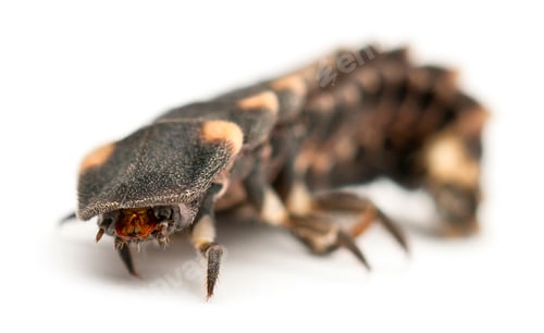 Preview: Common glow-worm of Europe, Lampyris noctiluca, in front of white background