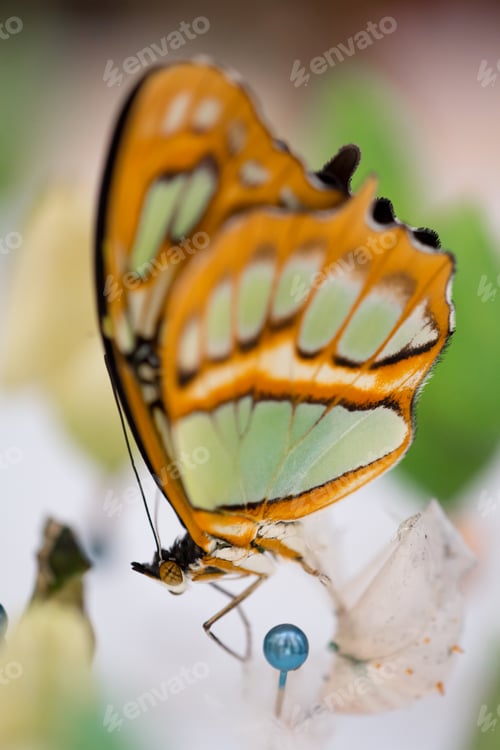 Preview: Clear wing butterfly or Greta oto