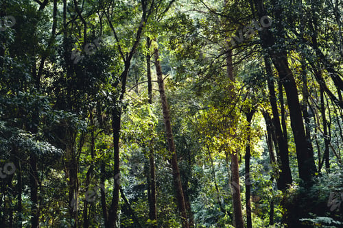 Preview: Summer forest and the road into the forest