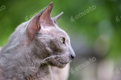 Preview: Big gray angry looking Sphinx breed stray cat resting on steet outdoors in summer