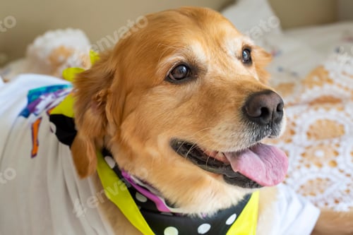 Preview: Pet animal; cute dog face portrait photo.