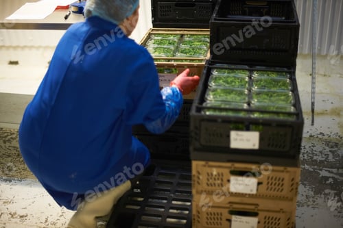Preview: Rear view of woman in factory crouching stacking crates