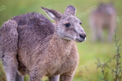 Preview: Eastern Grey Cangaroo