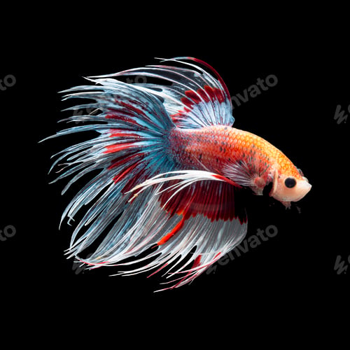 Preview: betta fish on black