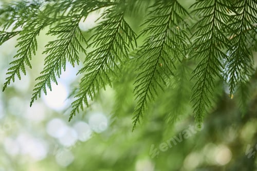 Preview: Western red cedar tree branch foliage close up with green bokeh forest background