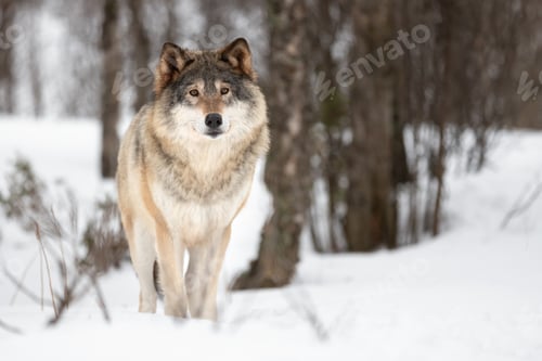 Preview: Portrait of Eurasian Canis Lupus standing on snow
