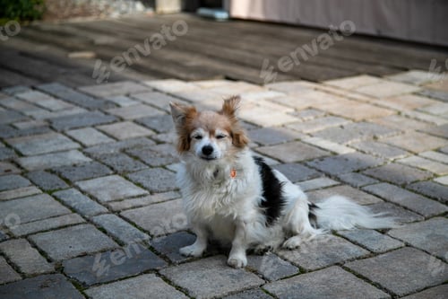 Preview: Beautiful shot of a cute tired Welsh Corgi dog on stone ground.