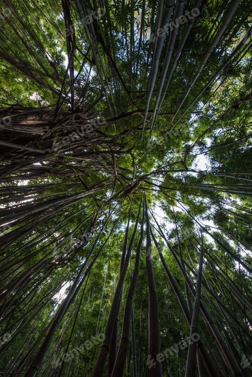 Preview: Bamboo Forest
