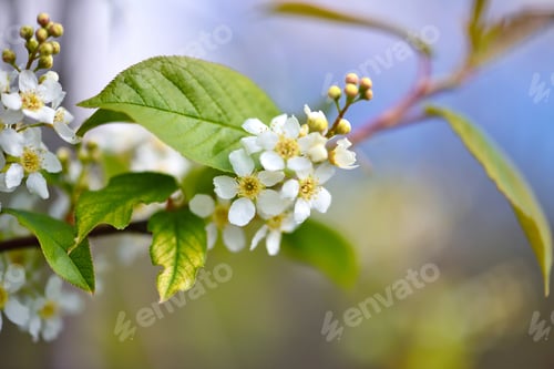 Preview: Natural background Bird cherry blooming (Prunus padus)