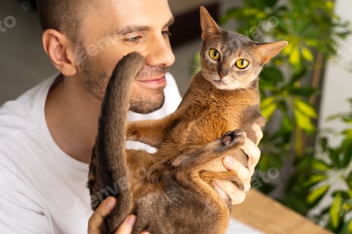 Preview: Smiling owner plays with an Abyssinian cat, holding it in his arms in the interior of the living roo