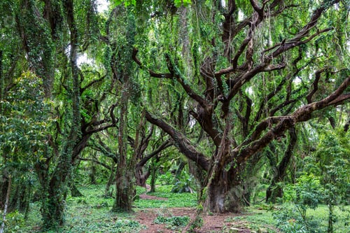 Preview: Forest on Hawaii