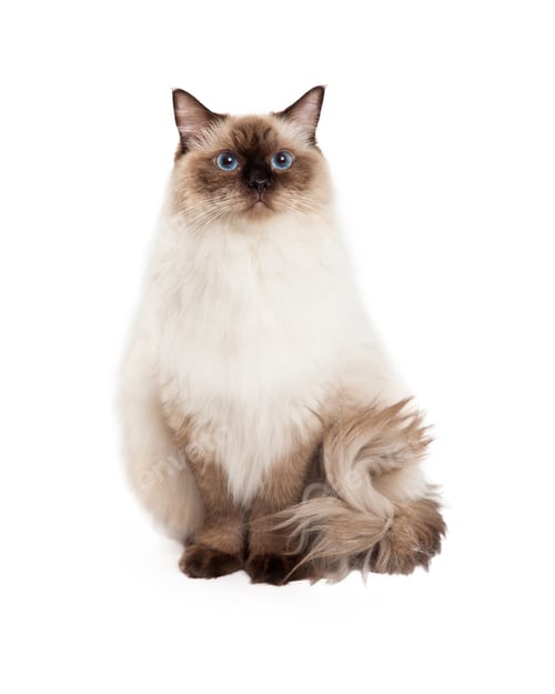 Preview: Regal Ragdoll Cat Sitting