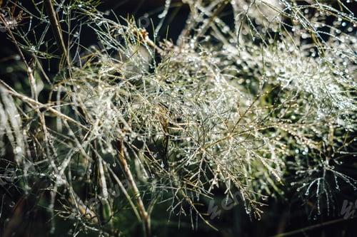 Preview: Bronze fennel in morning dew