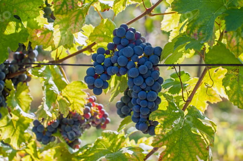 Preview: Ripe red grapes in a vineyard on a sunny day