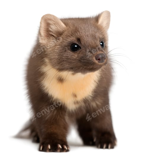 Preview: European Pine Marten or pine marten, Martes martes, 4 years old, standing against white background