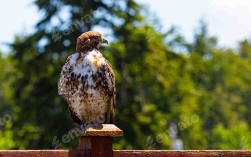 Preview: Juvenile Eagle posing