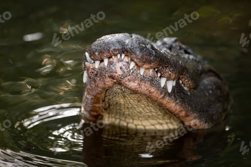 Preview: An Alligator in Florida
