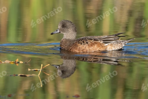 Preview: Duck swimming peacefully in clear water on a sunny day