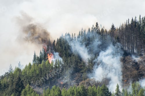 Preview: Smoke and flames rising from a burning pine fore