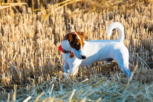 Preview: dog on the field