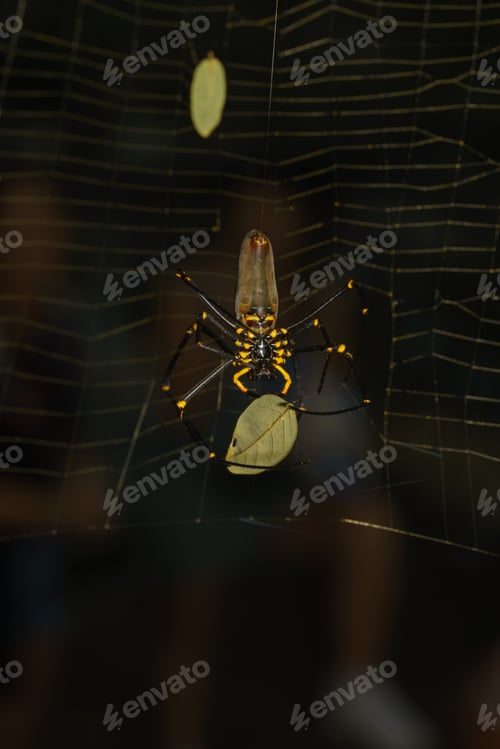 Preview: Golden Orb Spider macro shot