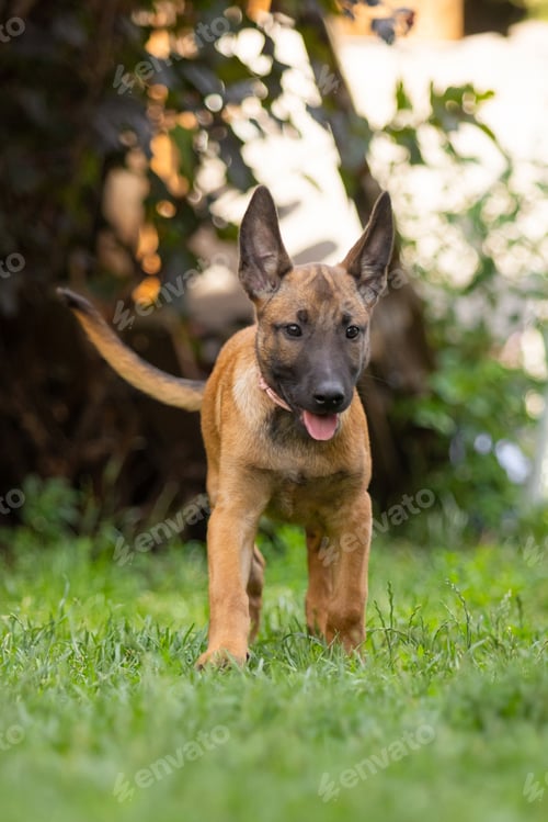 Preview: Belgian Malinois Puppy Standing in Green Grass Field